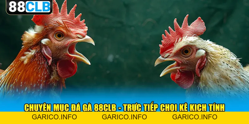 Đá Gà 88CLB - Mãn Nhãn Với Các Trận Chọi Kê Siêu Kịch Tính - GARICO.INFO