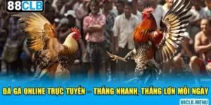 Đá Gà 88CLB - Mãn Nhãn Với Các Trận Chọi Kê Siêu Kịch Tính - GARICO.INFO
