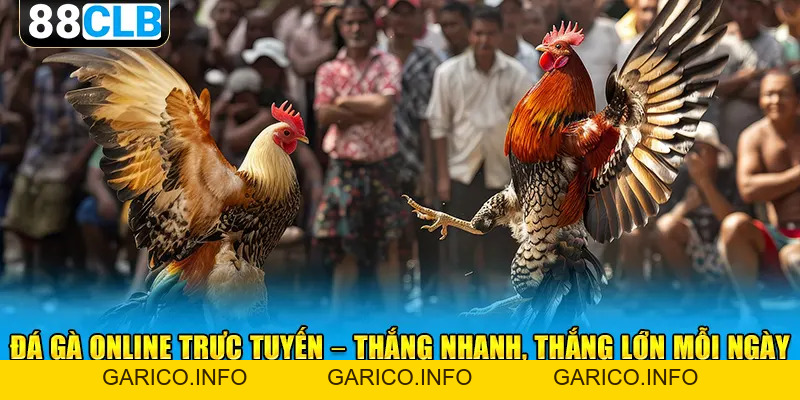 Đá Gà Online Trực Tuyến 88CLB - Đừng Bỏ Lỡ Những Trận Đấu Hay - GARICO.INFO