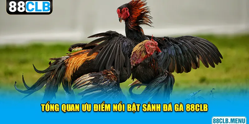 Đá Gà 88CLB - Mãn Nhãn Với Các Trận Chọi Kê Siêu Kịch Tính - GARICO.INFO