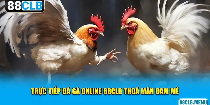 Đá Gà 88CLB - Mãn Nhãn Với Các Trận Chọi Kê Siêu Kịch Tính - GARICO.INFO