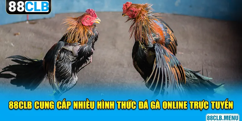 Đá Gà Online Trực Tuyến 88CLB - Đừng Bỏ Lỡ Những Trận Đấu Hay - GARICO.INFO