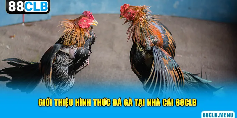 Đá Gà 88CLB - Mãn Nhãn Với Các Trận Chọi Kê Siêu Kịch Tính - GARICO.INFO