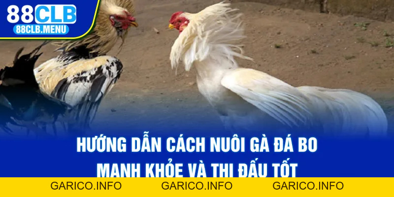 Hướng Dẫn Cách Nuôi Gà Đá Bo Mạnh Khỏe Và Thi Đấu Tốt - GARICO.INFO