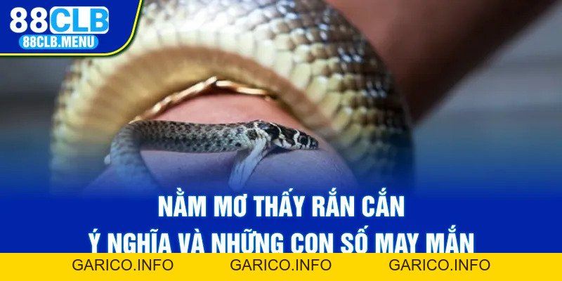 Nằm Mơ Thấy Rắn Cắn - Ý NGhĩa Và Những Con Số May Mắn - GARICO.INFO