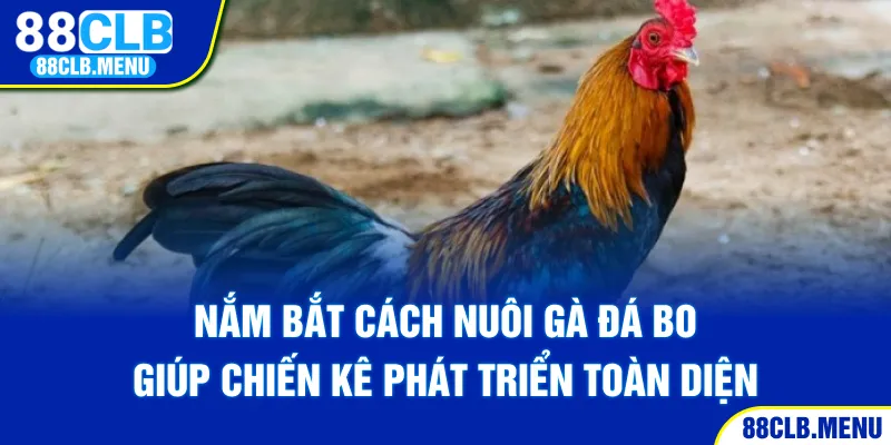 Hướng Dẫn Cách Nuôi Gà Đá Bo Mạnh Khỏe Và Thi Đấu Tốt - GARICO.INFO