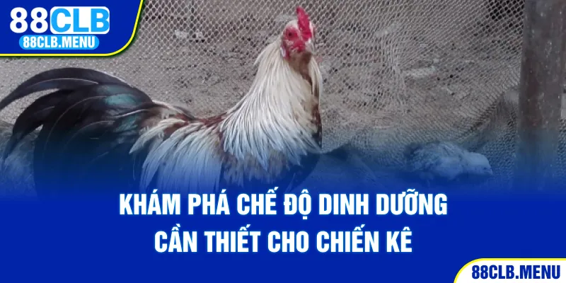 Hướng Dẫn Cách Nuôi Gà Đá Bo Mạnh Khỏe Và Thi Đấu Tốt - GARICO.INFO