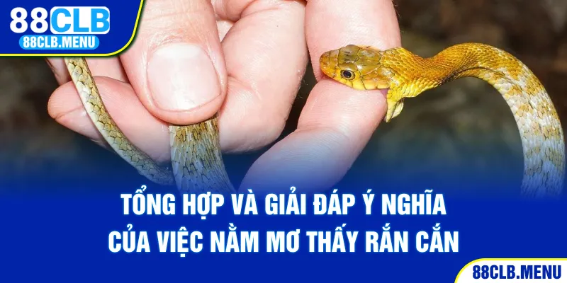 Nằm Mơ Thấy Rắn Cắn - Ý NGhĩa Và Những Con Số May Mắn - GARICO.INFO
