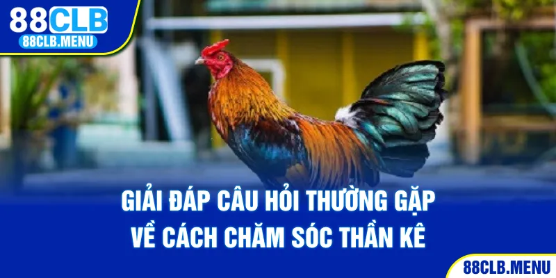 Hướng Dẫn Cách Nuôi Gà Đá Bo Mạnh Khỏe Và Thi Đấu Tốt - GARICO.INFO