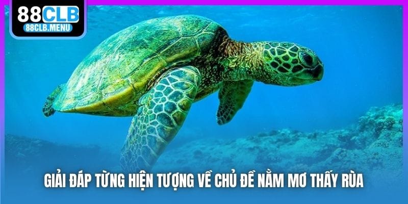 Nằm Mơ Thấy Rùa Mang Điềm Tốt Hay Xấu? Nên Đánh Số Mấy? - GARICO.INFO