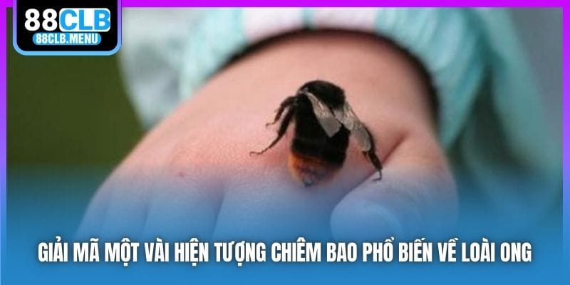 Nằm Mơ Thấy Ong Đuổi Đốt Phải Đánh Số Nào? Ý Nghĩa Là Gì? - GARICO.INFO