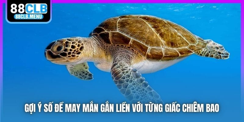 Nằm Mơ Thấy Rùa Mang Điềm Tốt Hay Xấu? Nên Đánh Số Mấy? - GARICO.INFO
