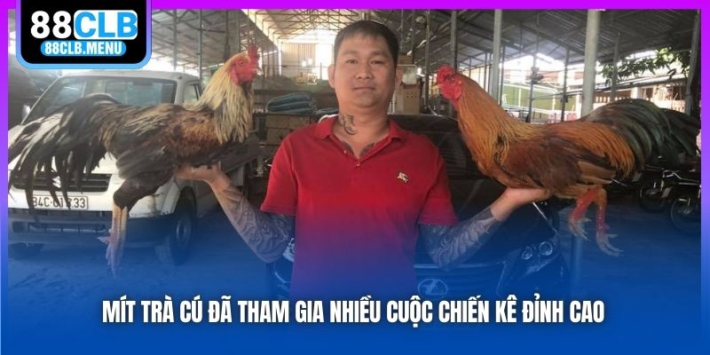 Mít Trà Cú - Nhân Vật Khét Tiếng Trong Giới Đá Gà Việt Nam - GARICO.INFO
