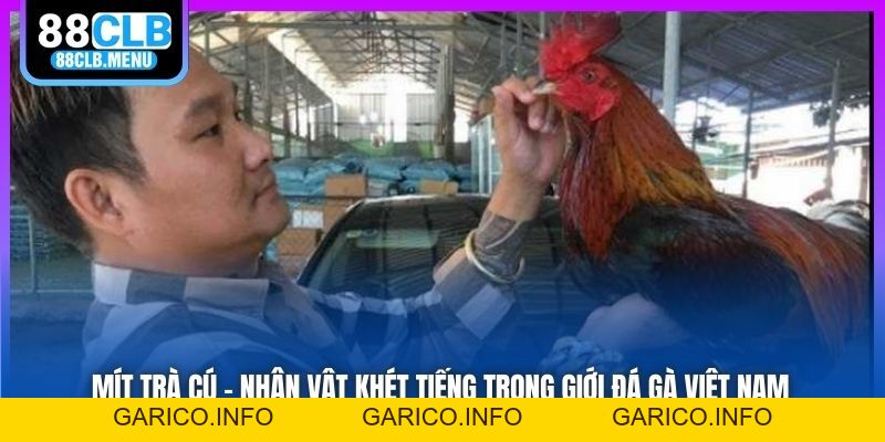 Mít Trà Cú - Nhân Vật Khét Tiếng Trong Giới Đá Gà Việt Nam - GARICO.INFO