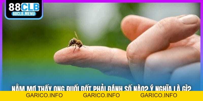 Nằm Mơ Thấy Ong Đuổi Đốt Phải Đánh Số Nào? Ý Nghĩa Là Gì? - GARICO.INFO