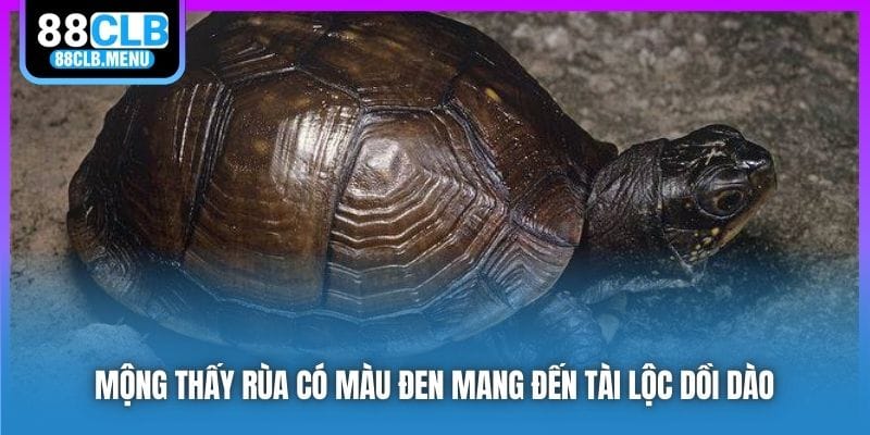Nằm Mơ Thấy Rùa Mang Điềm Tốt Hay Xấu? Nên Đánh Số Mấy? - GARICO.INFO