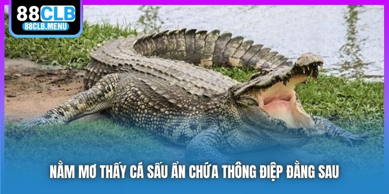 Nằm Mơ Thấy Cá Sấu Ám Chỉ Điều Gì? Đánh Số Nào Đổi Đời? - GARICO.INFO