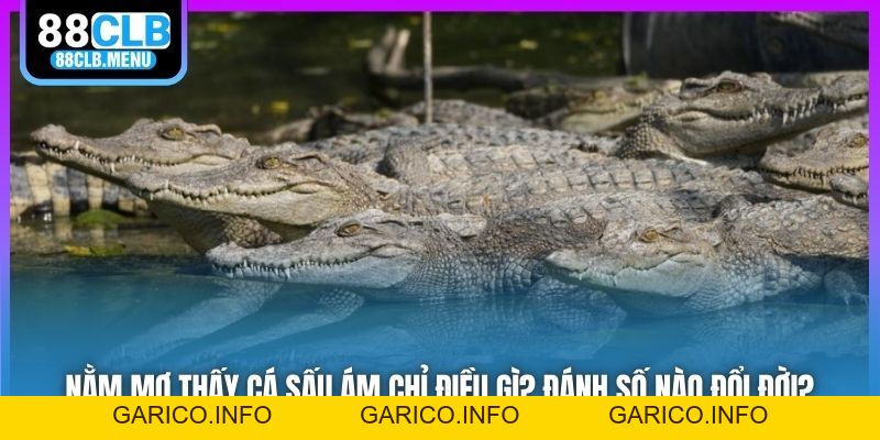 Nằm Mơ Thấy Cá Sấu Ám Chỉ Điều Gì? Đánh Số Nào Đổi Đời? - GARICO.INFO