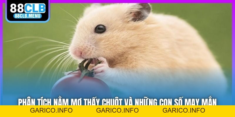 Phân Tích Nằm Mơ Thấy Chuột Và Những Con Số May Mắn - GARICO.INFO