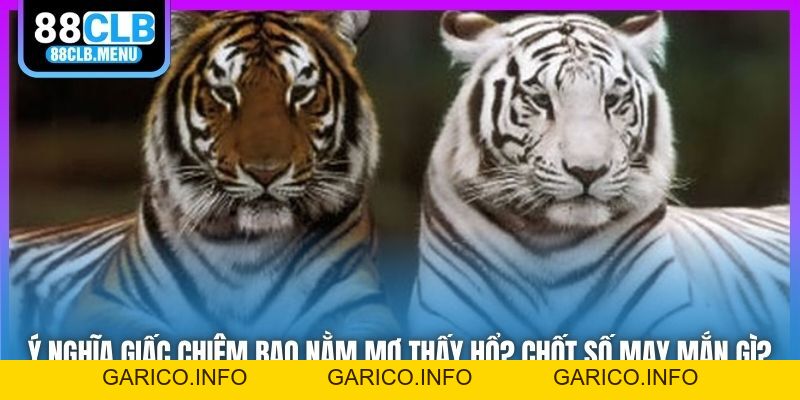 Ý Nghĩa Giấc Chiêm Bao Nằm Mơ Thấy Hổ? Chốt Số May Mắn Gì? - GARICO.INFO