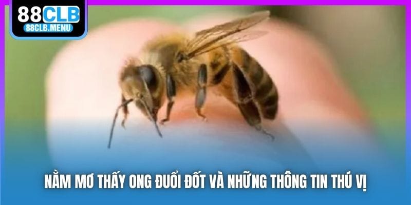 Nằm Mơ Thấy Ong Đuổi Đốt Phải Đánh Số Nào? Ý Nghĩa Là Gì? - GARICO.INFO