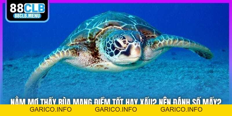 Nằm Mơ Thấy Rùa Mang Điềm Tốt Hay Xấu? Nên Đánh Số Mấy? - GARICO.INFO