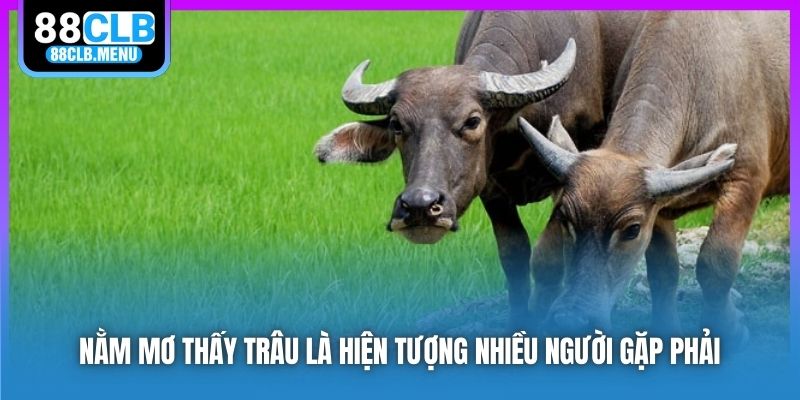 Giải Mã Nằm Mơ Thấy Trâu Và Con Số May Mắn Gắn Liền - GARICO.INFO