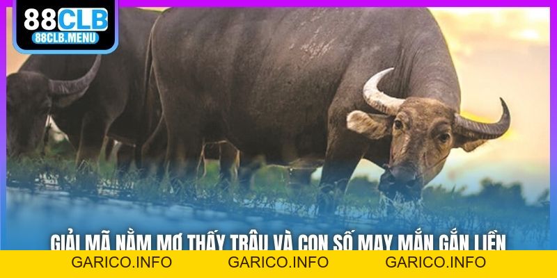 Giải Mã Nằm Mơ Thấy Trâu Và Con Số May Mắn Gắn Liền - GARICO.INFO