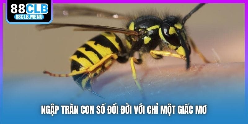 Nằm Mơ Thấy Ong Đuổi Đốt Phải Đánh Số Nào? Ý Nghĩa Là Gì? - GARICO.INFO