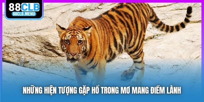 Ý Nghĩa Giấc Chiêm Bao Nằm Mơ Thấy Hổ? Chốt Số May Mắn Gì? - GARICO.INFO