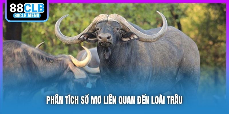 Giải Mã Nằm Mơ Thấy Trâu Và Con Số May Mắn Gắn Liền - GARICO.INFO