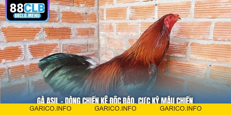 Gà Asil - Dòng Chiến Kê Độc Đáo, Cực Kỳ Máu Chiến - GARICO.INFO