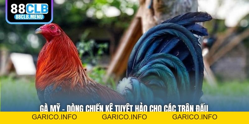 Gà Mỹ - Dòng Chiến Kê Tuyệt Hảo Cho Các Trận Đấu - GARICO.INFO