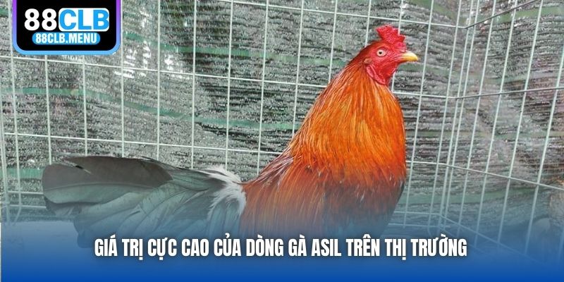 Gà Asil - Dòng Chiến Kê Độc Đáo, Cực Kỳ Máu Chiến - GARICO.INFO