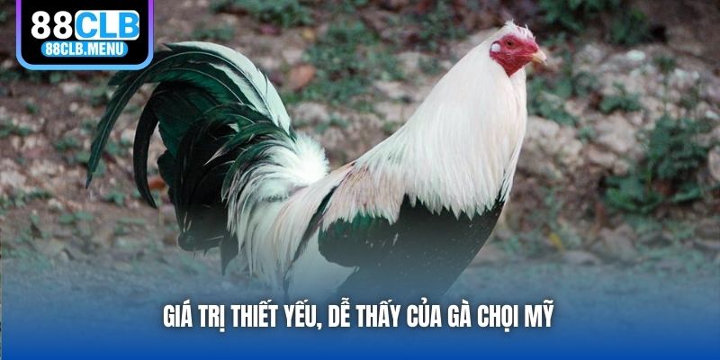Gà Mỹ - Dòng Chiến Kê Tuyệt Hảo Cho Các Trận Đấu - GARICO.INFO