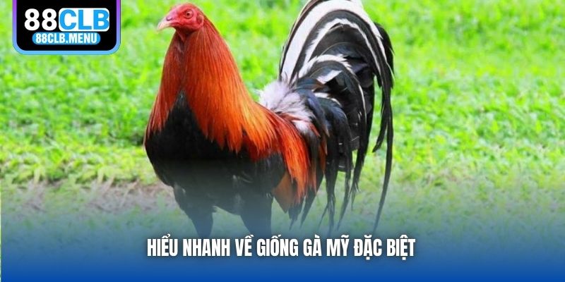 Gà Mỹ - Dòng Chiến Kê Tuyệt Hảo Cho Các Trận Đấu - GARICO.INFO