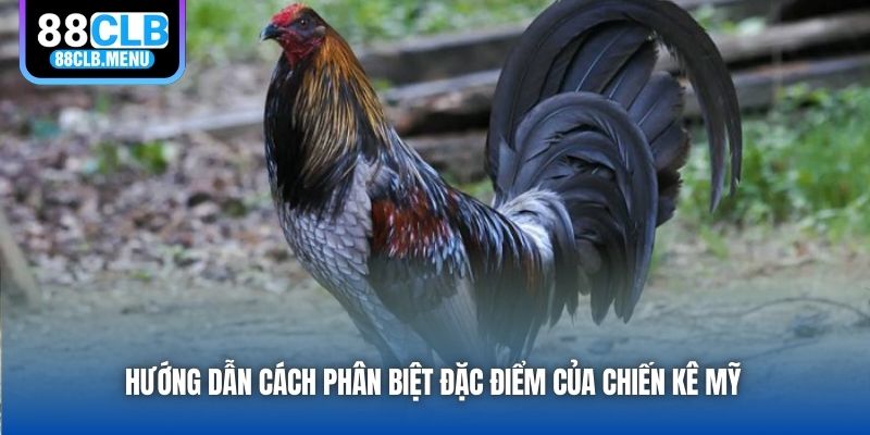 Gà Mỹ - Dòng Chiến Kê Tuyệt Hảo Cho Các Trận Đấu - GARICO.INFO