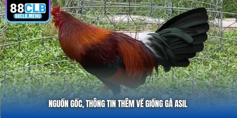 Gà Asil - Dòng Chiến Kê Độc Đáo, Cực Kỳ Máu Chiến - GARICO.INFO