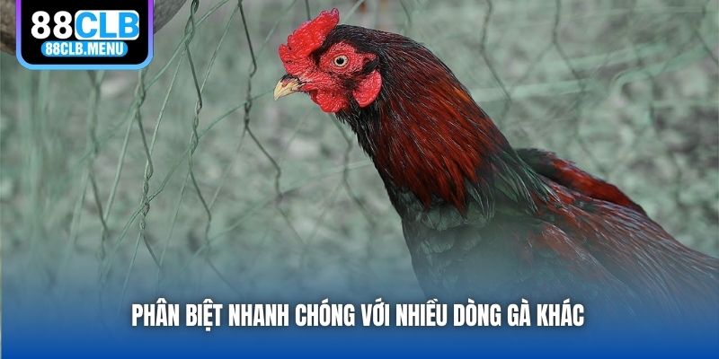 Gà Asil - Dòng Chiến Kê Độc Đáo, Cực Kỳ Máu Chiến - GARICO.INFO