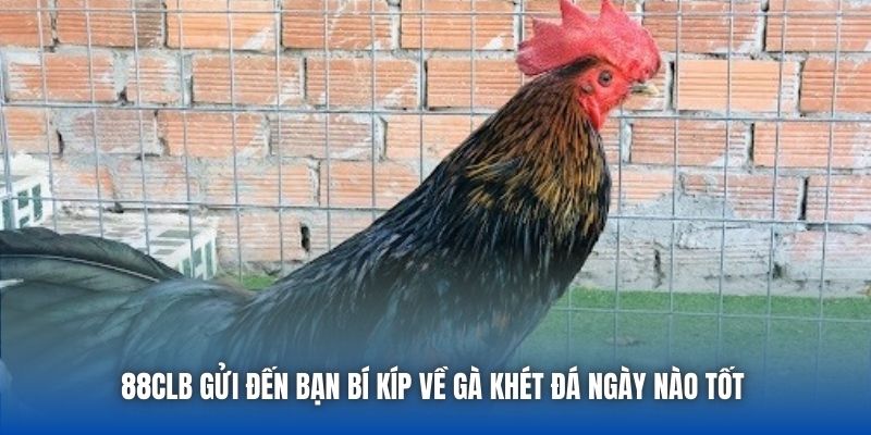Gà Khét Đá Ngày Nào Tốt | Bí Kíp Vàng Từ Sư Kê Lão Làng - GARICO.INFO
