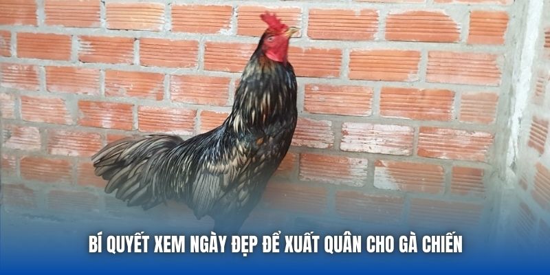 Gà Khét Đá Ngày Nào Tốt | Bí Kíp Vàng Từ Sư Kê Lão Làng - GARICO.INFO