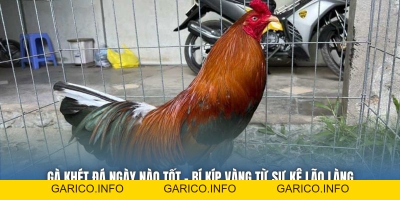 Gà Khét Đá Ngày Nào Tốt | Bí Kíp Vàng Từ Sư Kê Lão Làng - GARICO.INFO