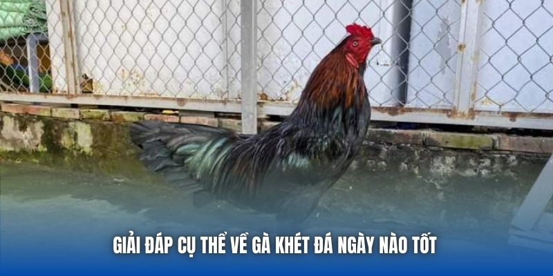Gà Khét Đá Ngày Nào Tốt | Bí Kíp Vàng Từ Sư Kê Lão Làng - GARICO.INFO