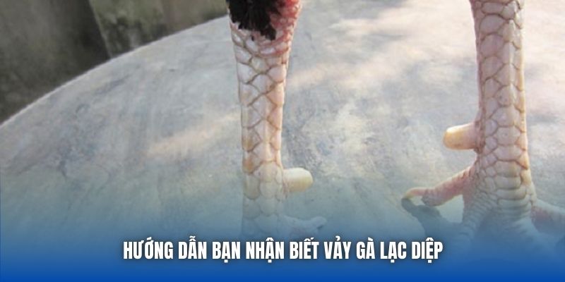 Vảy Lạc Diệp | Giải Mã Tướng Gà Quý Hiếm Trong Giới Chọi Kê - GARICO.INFO