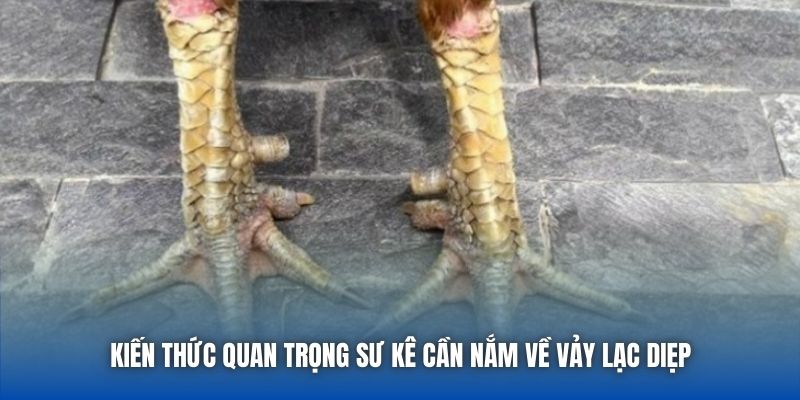 Vảy Lạc Diệp | Giải Mã Tướng Gà Quý Hiếm Trong Giới Chọi Kê - GARICO.INFO