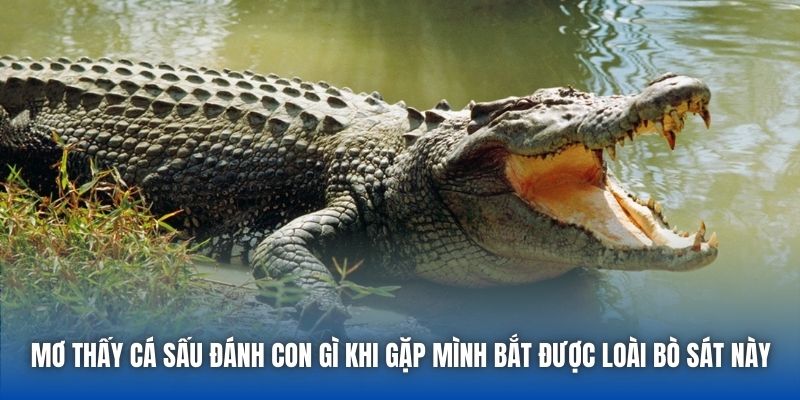 Mơ Thấy Cá Sấu Đánh Con Gì? Cùng Chuyên Gia Giải Mã Chi Tiết - GARICO.INFO