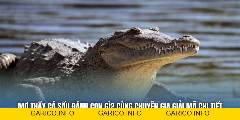 Mơ Thấy Cá Sấu Đánh Con Gì? Cùng Chuyên Gia Giải Mã Chi Tiết - GARICO.INFO
