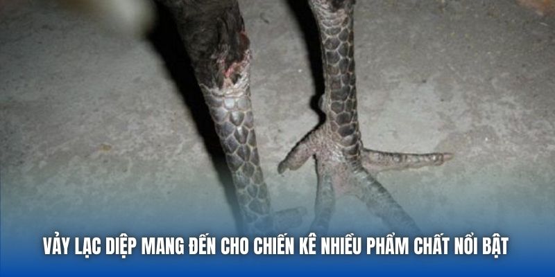 Vảy Lạc Diệp | Giải Mã Tướng Gà Quý Hiếm Trong Giới Chọi Kê - GARICO.INFO