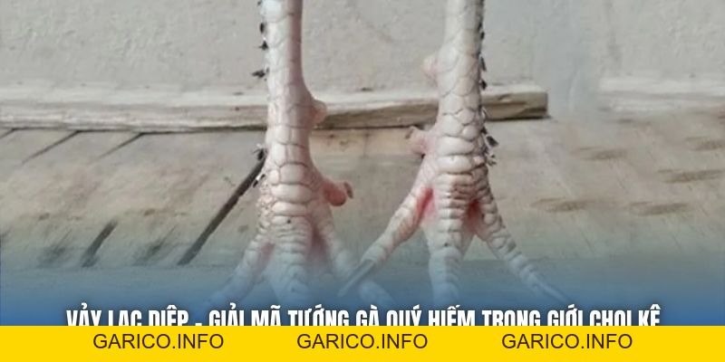 Vảy Lạc Diệp | Giải Mã Tướng Gà Quý Hiếm Trong Giới Chọi Kê - GARICO.INFO