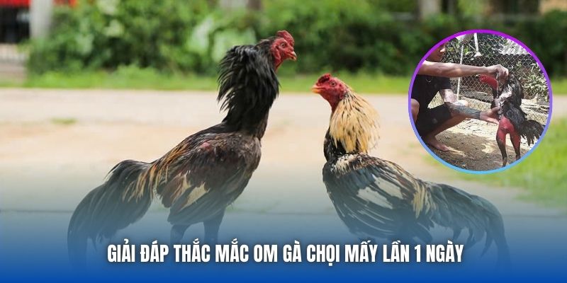 Om Gà Chọi Mấy Lần 1 Ngày - Chia Sẻ Bí Quyết Từ Sư Kê 88CLB - GARICO.INFO
